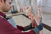 نظارت بهداشتی بر تولید بیش از 11 تن گوشت قرمز